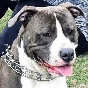 Meet your Posher, Todd